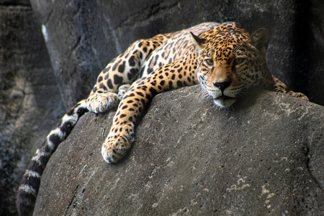 Leopards